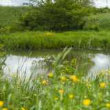 Intorno, tra le sfumature smeraldine delle foglie che sovrastano il paesaggio, emerge timidamente il giallo di qualche piccolo fiore...